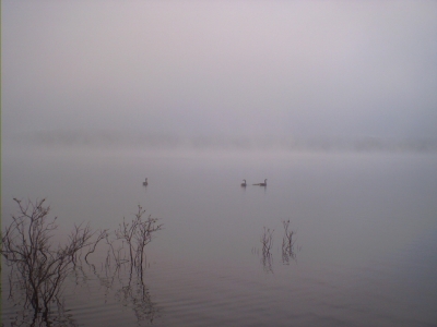 Fog and Ducks on DeGray Lake 2
