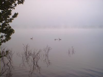 Fog and Ducks on DeGray Lake 1