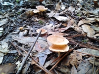 7-5 Mushroom 18