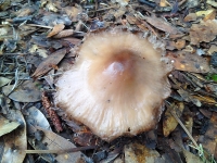 7-5 Mushroom 22