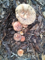 7-5 Mushroom 28