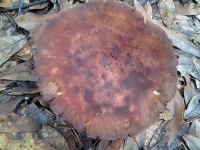 7-5 Mushroom 41