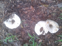 7-5 Mushroom 5