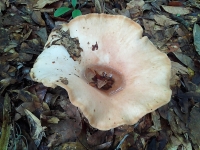 7-5 Mushroom 66