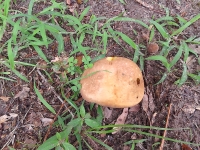7-5 Mushroom 68