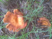 7-5 Mushroom 8