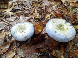 Blue Mushrooms 1