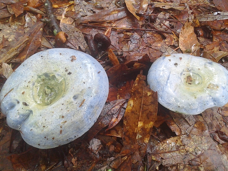 Blue Mushrooms Lactarius Indigo Blue Milk Mushroom Indigo Milk Cap