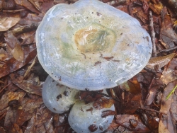 Blue Mushrooms 5