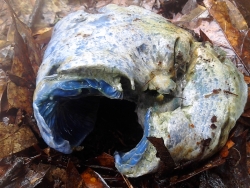 Blue Mushrooms 6