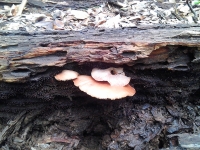 7-7 Mushroom 10