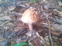 7-7 Mushroom 4