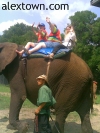 The Elephant Ride - Alex not happy.